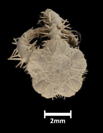 Media type: image;   Invertebrate Zoology OPH-1188 Description: Top of brittle star with a view of the disc.;  Aspect: dorsal